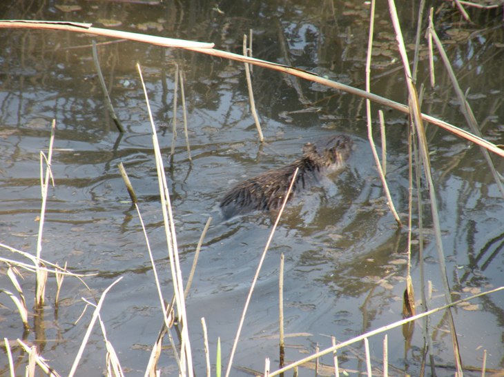 Nutria - Fiume Sile, presso Treviso